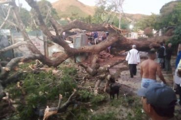 Un hombre muerto y un niño de diez años gravemente herido tras caer árbol sobre una casa en Valencia