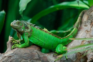 Una iguana dejó sin electricidad a más de 1.000 personas en Florida: se metió en una subestación y golpeó un transformador con su cola