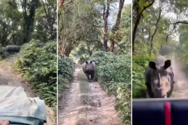 El impactante momento en que un rinoceronte persigue a un grupo de turistas en un parque de la India (+Video)