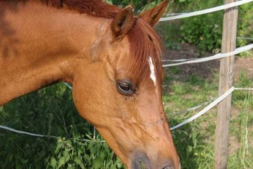 Niño de 8 años murió en Lara tras caerse de un caballo: sufrió múltiples traumatismos