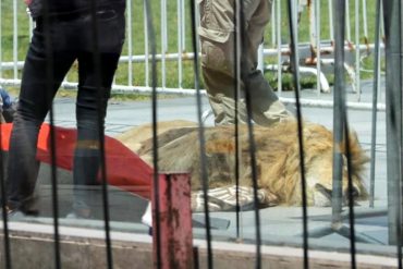 Dejaron el cuerpo sin vida de un león de 14 años frente al palacio presidencial chileno en forma de protesta