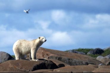 En un hecho poco frecuente un oso polar ingresó a un vecindario remoto de Alaska y mató a dos personas