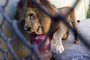 Helados de carne molida, sangre o frutas: la iniciativa de un zoológico en Brasil ante la ola de calor que agobia a los animales (+Video)