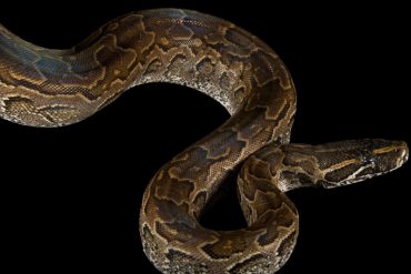 Sujeto decapitó de un mordisco a serpiente que tenía como mascota en pelea con su pareja