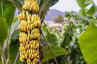 Detectan un hongo mortal en cultivos de plátano y cambur de Venezuela: declaran emergencia fitosanitaria