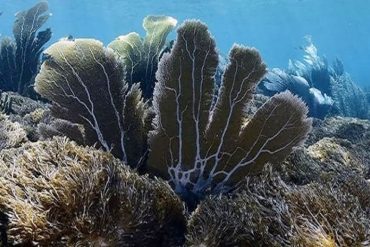 Alertan sobre coral invasor que está afectando a 15 islas del Parque Nacional Mochima