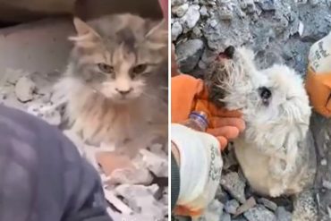 El rescate con vida de varias mascotas que quedaron atrapadas tras potentes sismos en Turquía y Siria (+Videos)