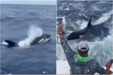 El emocionante avistamiento de dos ballenas orca cerca de Los Roques (+Video)