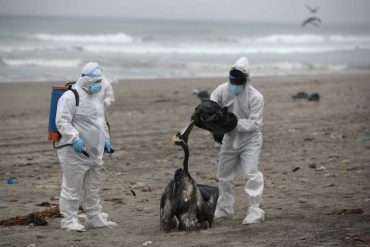 Situación preocupante en Perú por gripe aviar: 585 lobos marinos y casi 55.000 aves han muerto