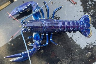 Pescador capturó langosta azul en las costas de Irlanda del norte: la probabilidad es de una en dos millones