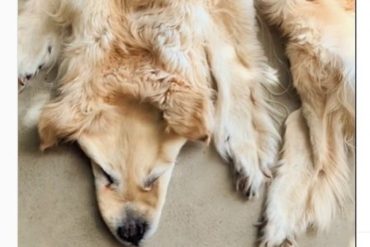 La historia de una familia que convirtió a su perro golden en una alfombra después de muerto para tenerlo siempre en su sala