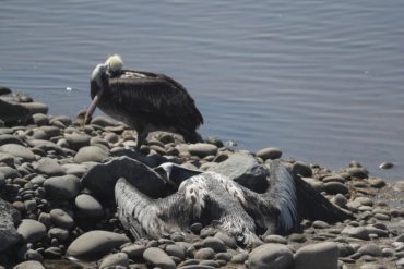 Se agrava situación de gripe aviar en Perú: cientos de pelícanos y leones marinos han muerto y la cepa se propaga por toda la región