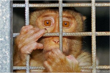 Más de 100 monos fueron liberados tras ser sometidos a tratamientos crueles en un laboratorio colombiano