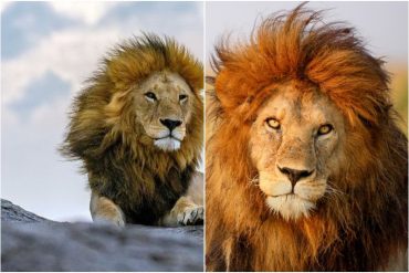 El león más fotogénico de África murió tras ataque de felinos más jóvenes por control de territorio (+Imágenes)