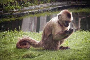 11 monos del Parque del Este murieron tras ataque de enjambre de abejas