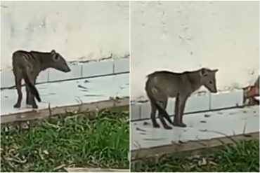 Capturaron vivo al primer espécimen “perro fantasma” en Bolivia: “Son muy extraños y difíciles de ver” (+Video)