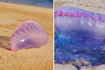 Alertan a temporadistas sobre presencia de “agua mala o falsa medusa” en playas de Choroní: pueden causar alergias y hasta la muerte