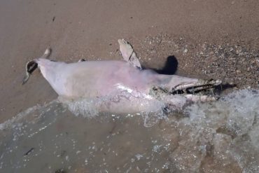 Aumentan muertes por varamientos de tortugas y cetáceos en las cotas venezolanas