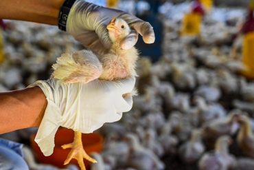 Detectan foco de gripe aviar en finca del estado Yaracuy
