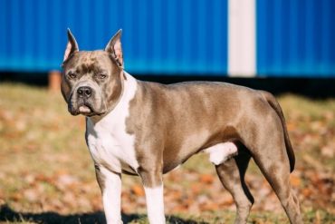 Dos perros de pelea mataron a un anciano e hirieron gravemente a su esposa: se escaparon de un patio vecino