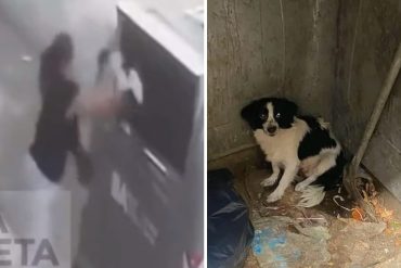 Mujer sacó a pasear a su perrito y lo arrojó en un contenedor de basura: la policía lo rescató (+Fotos +Videos)