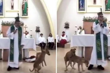 “Al parecer no están bautizados”: Dos perros interrumpieron una misa y comenzaron a aparearse ante la mirada atónita del sacerdote (+Video)