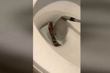 La pesadilla de un turista holandés cuando se sentó en un inodoro en Sudáfrica: una serpiente lo atacó en los testículos