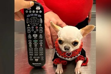 Pearl, la chihuahua que fue designada la perra más pequeña del mundo: cabe en un bolsillo