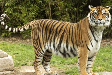 Gobierno importó otros cuatro tigres de bengala para zoológicos de El Pinar y Caricuao (+Video)