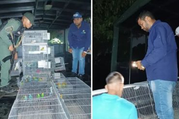 Incautaron 89 animales exóticos en un apartamento en Parque Caiza (+Fotos)