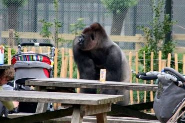 A los 27 años murió «Bokilo», el gigante gorila de un zoo en Holanda que se hizo famoso por sus escapadas