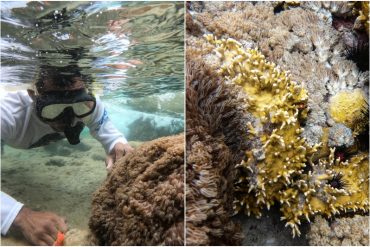 Ha colonizado el equivalente a 300 estadios de fútbol en la costa de Anzoátegui: un coral invasivo asfixia los arrecifes en Venezuela y amenaza el Caribe