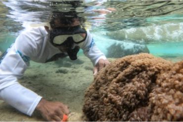 «Es una catástrofe ecológica»: El coral invasor del Indo-Pacífico que se expande por Venezuela, asfixia los arrecifes y disminuye poblaciones de peces