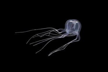 Hallan por primera vez una medusa en forma de cubo con 24 ojos