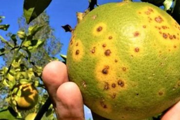 La enfermedad del dragón amarillo arrasa con plantaciones de cítricos en Venezuela