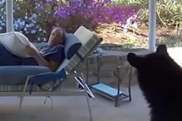 “No sé quién de los dos se asustó más”: Descansaba en el patio de su casa y de repente… fue sorprendido por un oso (+Video)