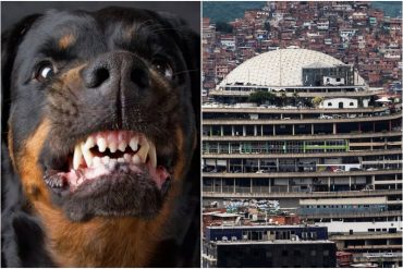 “Lo desnudaron y le pidieron a un rottweiler que le mordiera los testículos”: las terroríficas torturas en Venezuela que documentó la CPI (+Detalles)