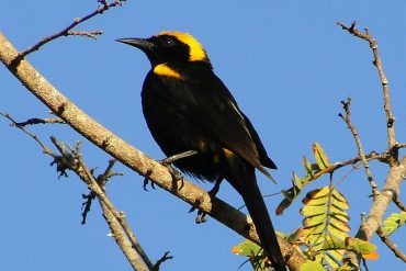 Cuatro años de cárcel para un GNB que contrabandeaba aves morichales en Maturín