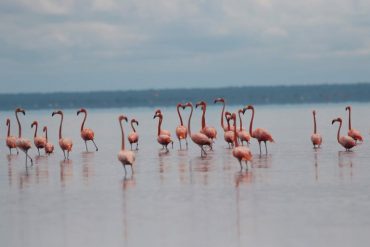 Alertan que caza de flamencos en Zulia puede generar una epidemia en la entidad y en todo el país