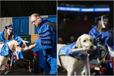 Perrito se hizo viral en redes sociales tras recibir un diploma universitario por acompañar a su dueña a clases (+Video)