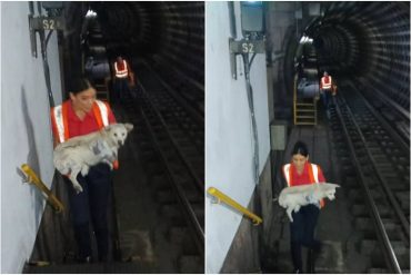 Rescataron a un perrito que ingresó hacia un túnel de la estación Bellas Artes del Metro de Caracas: cortaron la corriente y suspendieron el paso de trenes