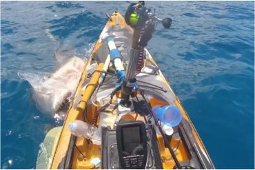 Pescador vivió momentos de terror cuando un tiburón atacó ferozmente el kayak en el que navegaba (+Video)