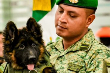 México presentó a Arkadas, un perro donado por Turquía en agradecimiento por las ayudas recibidas por terremotos (+Fotos +Videos)