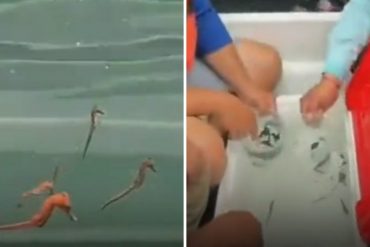 Liberaron 500 caballitos de mar en Mochima para repoblar los manglares (+Video emocionante)