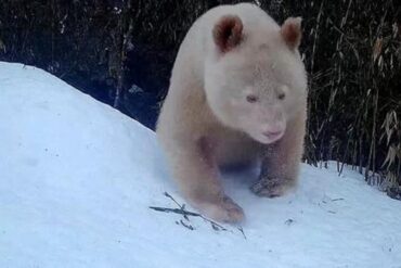 Captan imágenes detalladas del único panda blanco del mundo y su comportamiento llamó la atención (+Video)