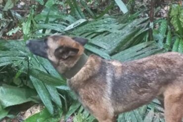 Sigue desaparecido “Wilson”, el perro rescatista que ayudó a salvar a niños perdidos en selva colombiana