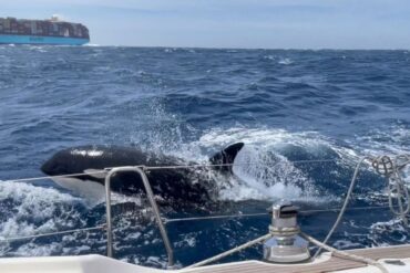 Noticia de la ballena traumatizada que estaría enseñando a otras a atacar barcos en Gibraltar causó una explosión de memes en las redes (+Reacciones)