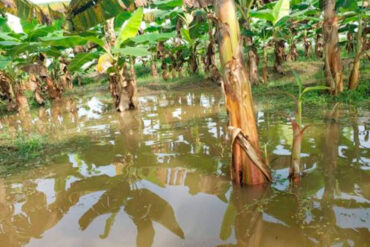 Alerta por situación de platanales en el Sur del Lago por las lluvias: 3.000 hectáreas estarían bajo las aguas