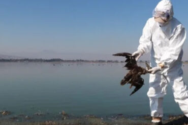 Descartan gripe aviar y atribuyen a fenómeno de El Niño la muerte de cientos de aves en siete estados de México