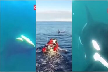 Orca bebé pidió ayuda a tripulantes de un barco pesquero para salvar a su mamá, que estaba a punto de morir atrapada en plásticos (+Video)